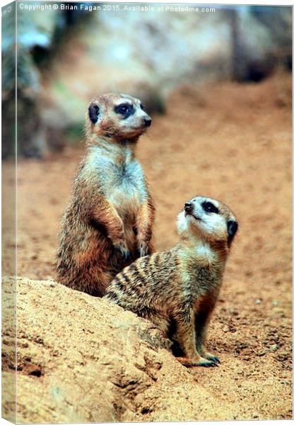  Meerkats Canvas Print by Brian Fagan