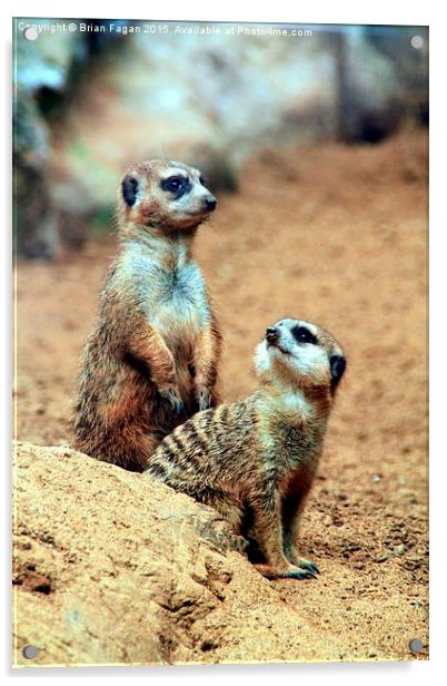  Meerkats Acrylic by Brian Fagan