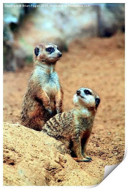  Meerkats Print by Brian Fagan