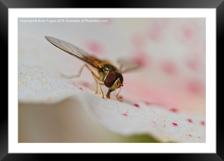  Hoverfly Framed Mounted Print by Brian Fagan