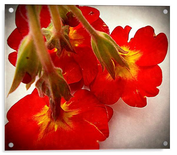  flora closeup  Acrylic by dale rys (LP)