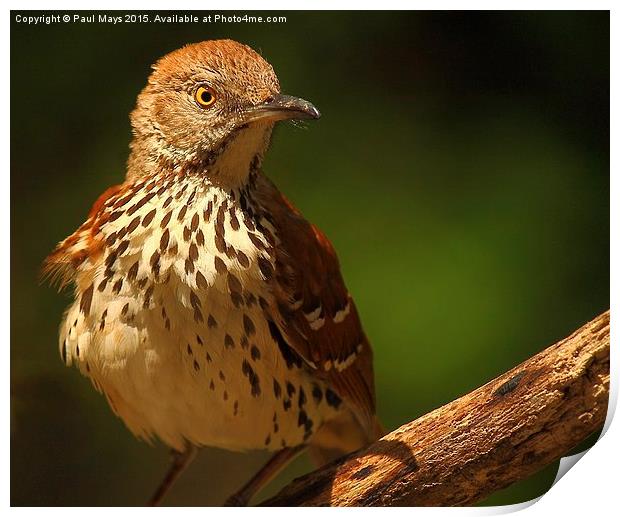 Brown Thrasher Print by Paul Mays