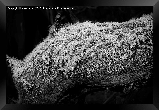 Dreadlocks Framed Print by Mark Lucey