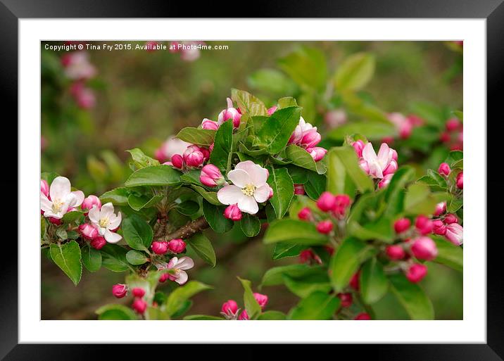  Spring Blossom Framed Mounted Print by Tina Fry