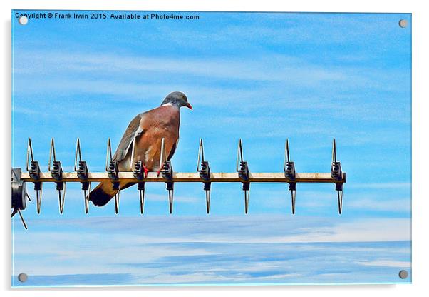 The Common Wood Pigeon Acrylic by Frank Irwin