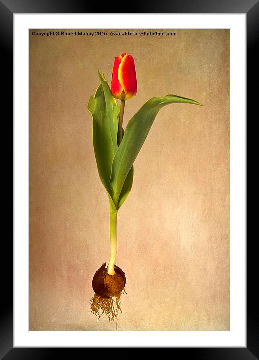  Botanical Tulip Framed Mounted Print by Robert Murray