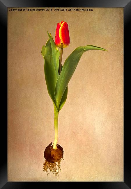  Botanical Tulip Framed Print by Robert Murray