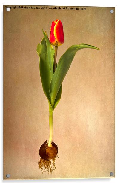  Botanical Tulip Acrylic by Robert Murray