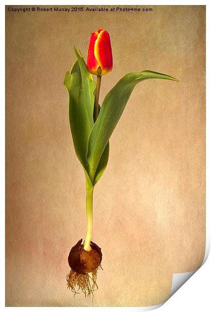  Botanical Tulip Print by Robert Murray