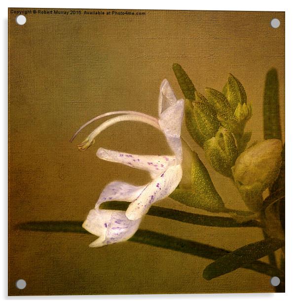  Rosemary Acrylic by Robert Murray