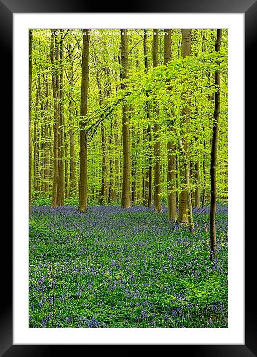 bluebell forest Framed Mounted Print by Jo Beerens