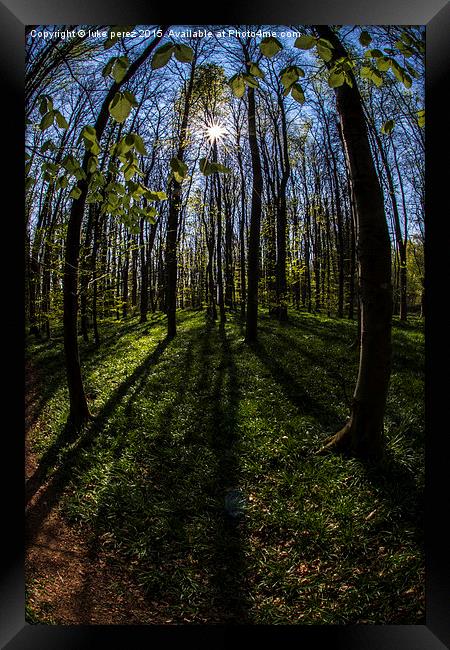  sun burst forest  Framed Print by luke perez