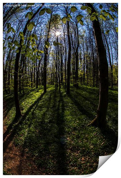  sun burst forest  Print by luke perez