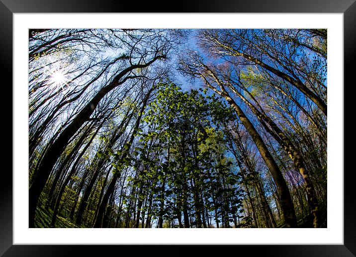  sunny forest  Framed Mounted Print by luke perez