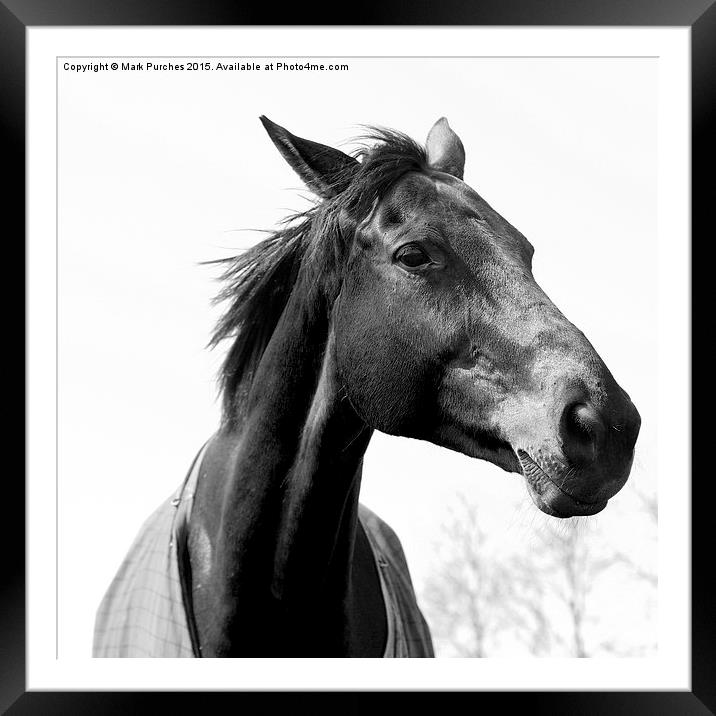 Black White Elegant Horse Head Framed Mounted Print by Mark Purches