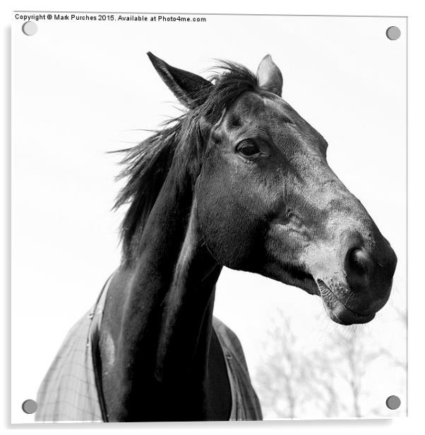 Black White Elegant Horse Head Acrylic by Mark Purches