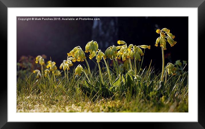 Cowslip Flowers in Spring Framed Mounted Print by Mark Purches