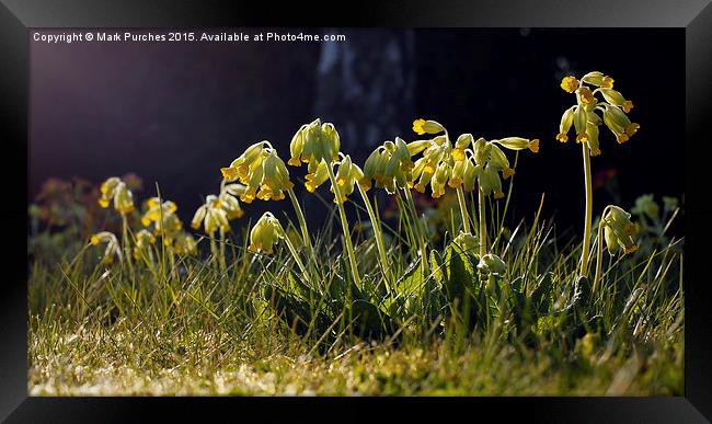 Cowslip Flowers in Spring Framed Print by Mark Purches