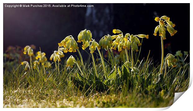 Cowslip Flowers in Spring Print by Mark Purches