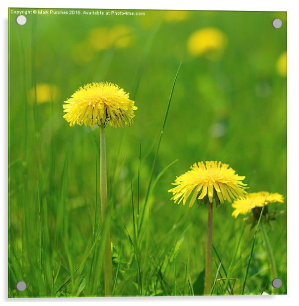 Natural Dandelions in Spring Acrylic by Mark Purches