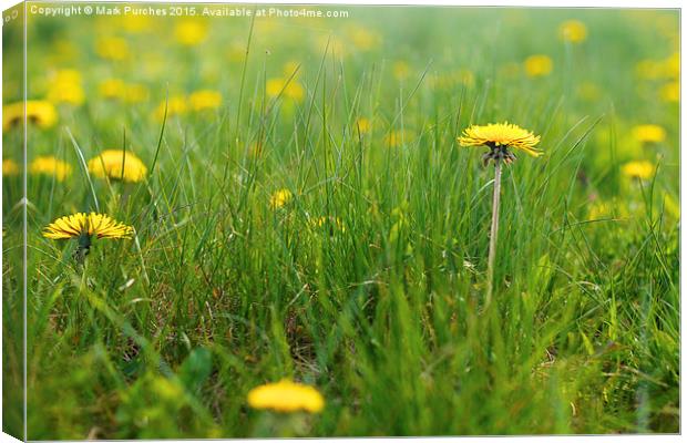 Natural Dandelions in Spring Canvas Print by Mark Purches