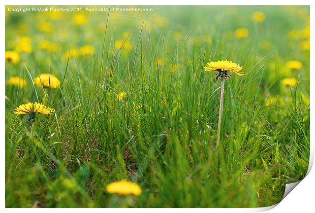 Natural Dandelions in Spring Print by Mark Purches
