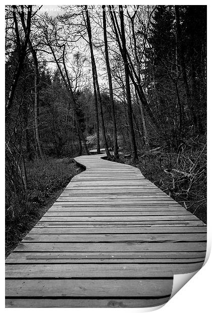 Serene woodland path Print by John Hastings