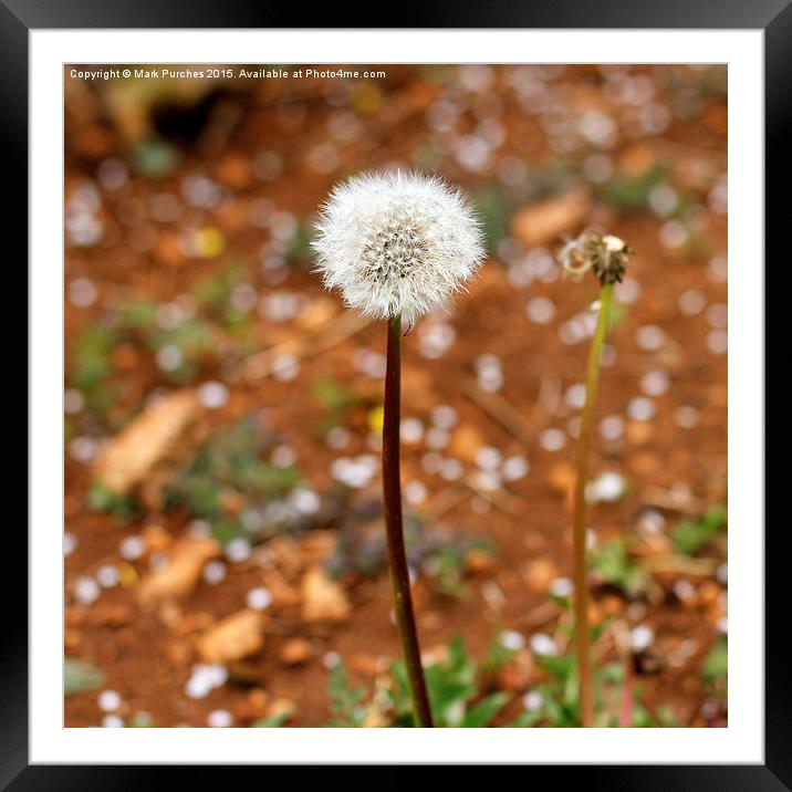 Spring Dandelion Blow Ball Framed Mounted Print by Mark Purches