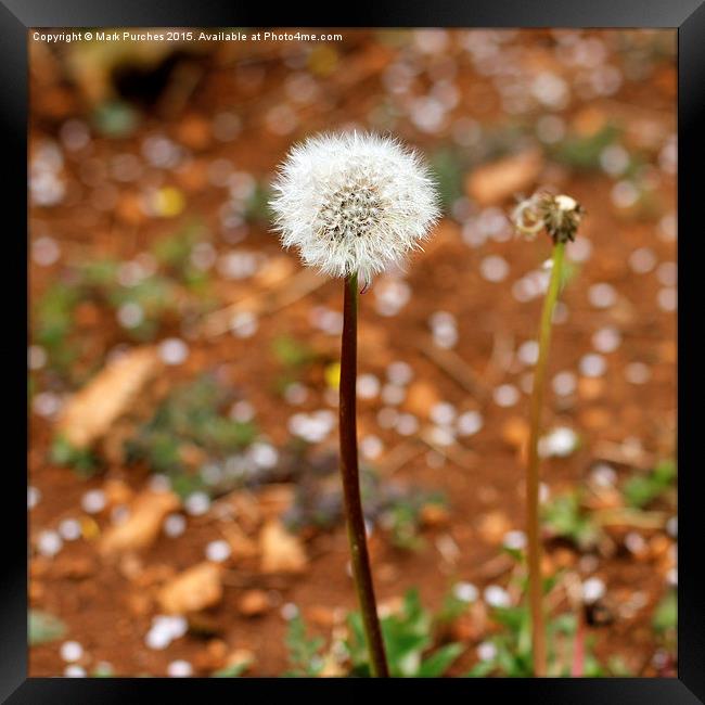 Spring Dandelion Blow Ball Framed Print by Mark Purches