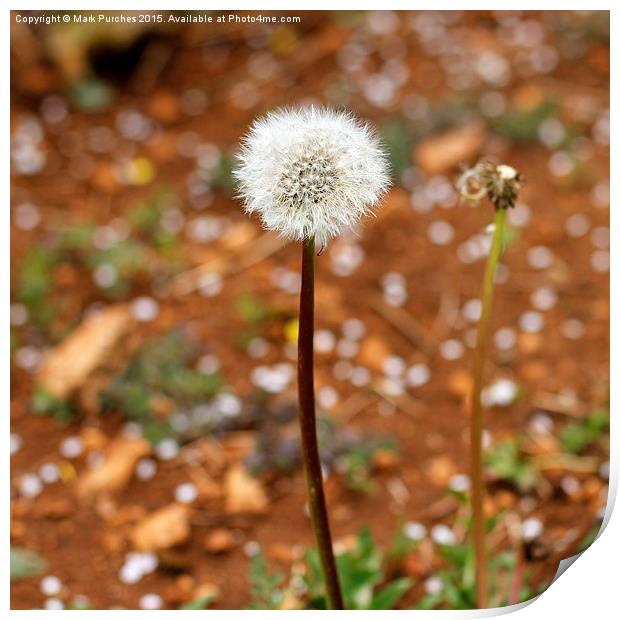 Spring Dandelion Blow Ball Print by Mark Purches