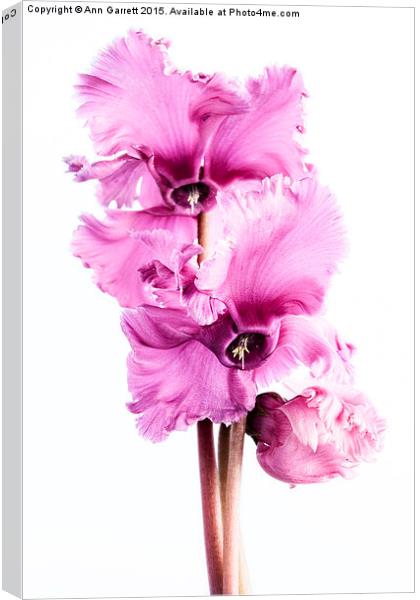 Frilly Edged Pink Cyclamen Flowers Canvas Print by Ann Garrett