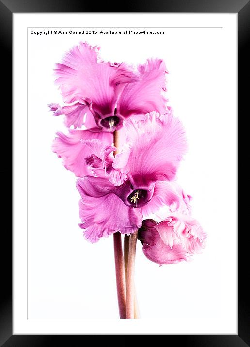 Frilly Edged Pink Cyclamen Flowers Framed Mounted Print by Ann Garrett