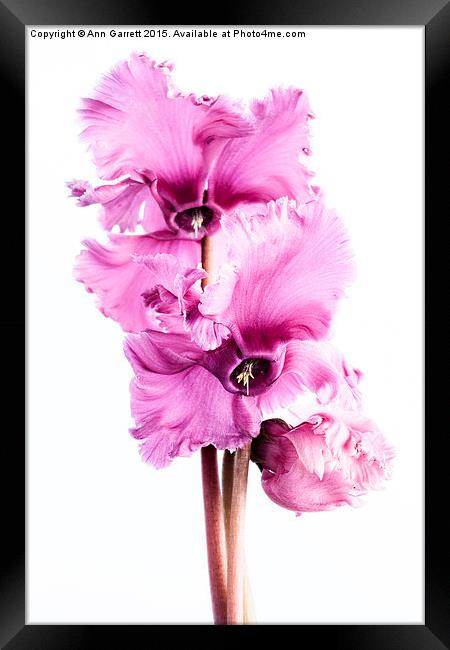 Frilly Edged Pink Cyclamen Flowers Framed Print by Ann Garrett