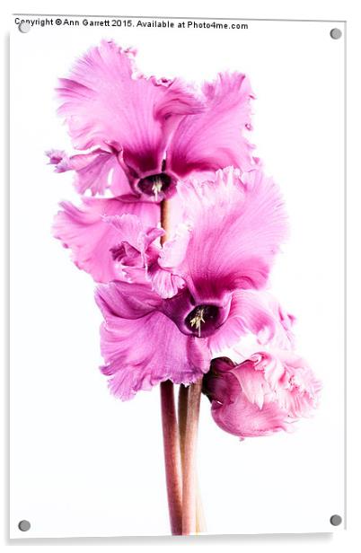 Frilly Edged Pink Cyclamen Flowers Acrylic by Ann Garrett
