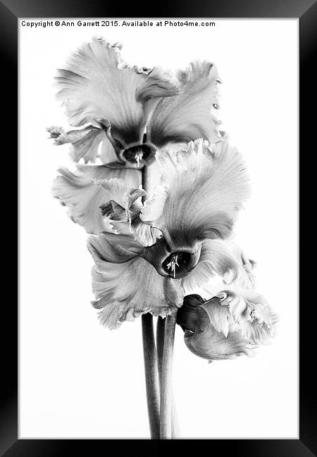 Frilly Edged Cyclamen Flowers Monochrome Framed Print by Ann Garrett