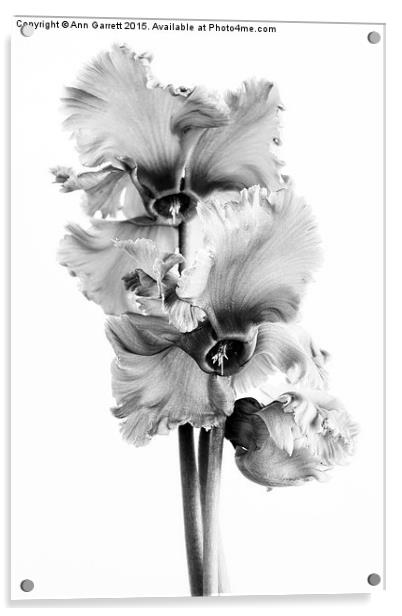 Frilly Edged Cyclamen Flowers Monochrome Acrylic by Ann Garrett