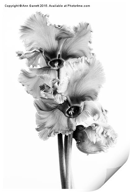 Frilly Edged Cyclamen Flowers Monochrome Print by Ann Garrett
