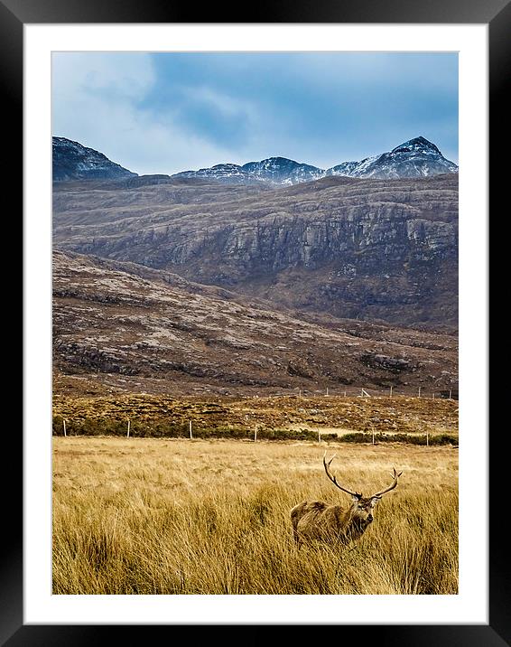 Lonesome Stag Framed Mounted Print by Ellie Rose