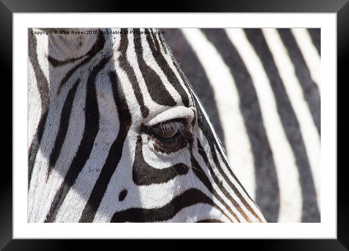 Zebra eye Framed Mounted Print by Mark Roper