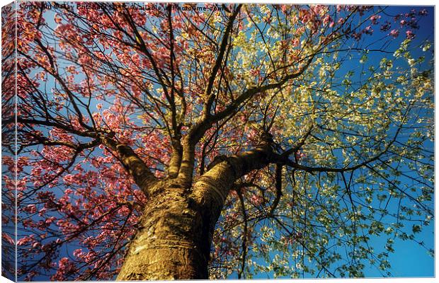 Blossom Tree in Jarrow Canvas Print by Ray Pritchard