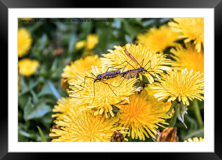 Love time of bugs Framed Mounted Print by Dragomir Nikolov