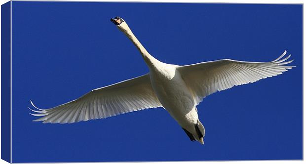 Flight Of The Mute Swan Canvas Print by Trevor White