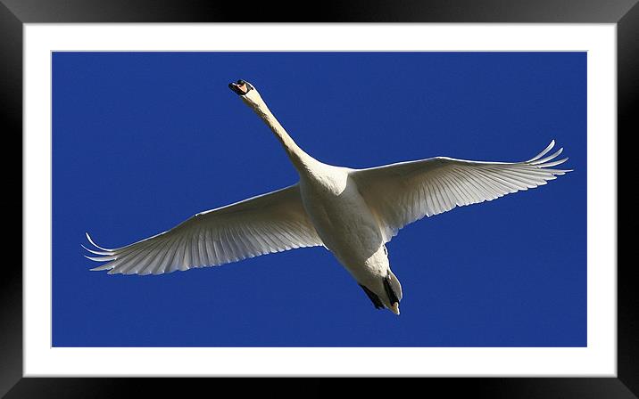 Flight Of The Mute Swan Framed Mounted Print by Trevor White
