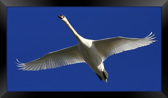 Flight Of The Mute Swan Framed Print by Trevor White
