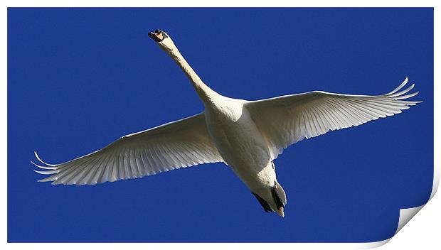 Flight Of The Mute Swan Print by Trevor White