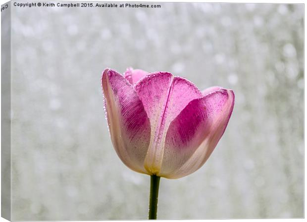  Spring shower Canvas Print by Keith Campbell