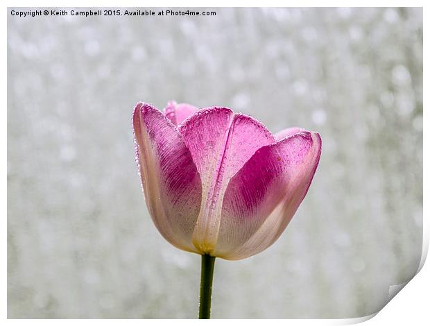  Spring shower Print by Keith Campbell