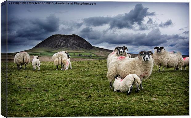  Slemish Sheep Canvas Print by Peter Lennon