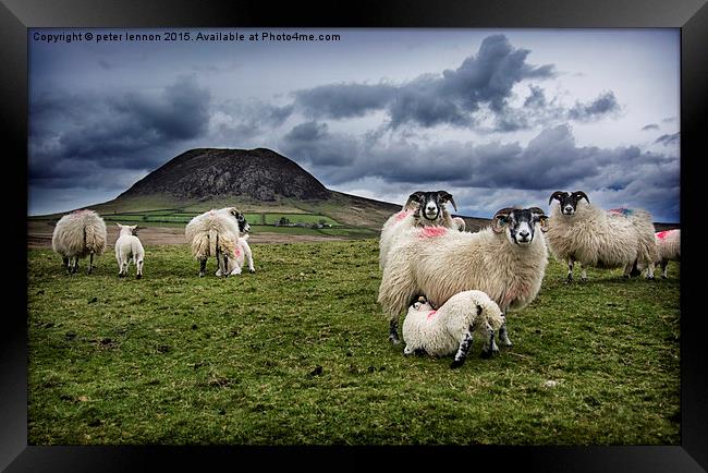  Slemish Sheep Framed Print by Peter Lennon