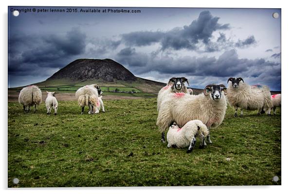  Slemish Sheep Acrylic by Peter Lennon
